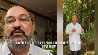 Brazil nut tree is an option for reforestation and bioeconomy