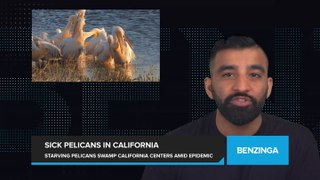 Starving Pelicans Overwhelm Rescue Centers in California in Mystery Epidemic