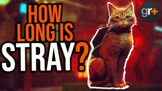 Things You Need to Know About Stray