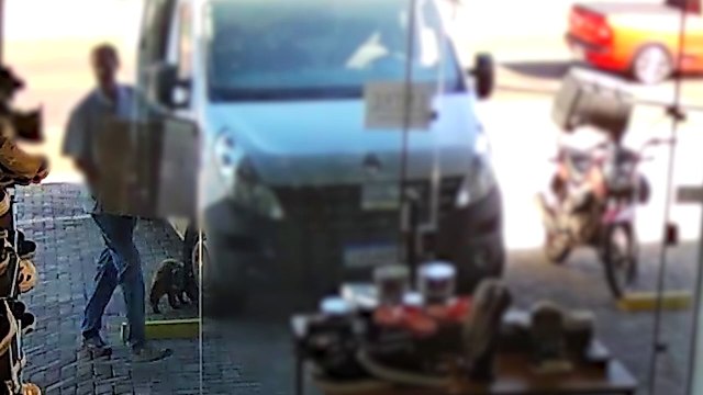 Internauta pede ajuda para encontrar gato que entrou em Van de entregas e desapareceu