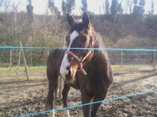 Les chevaux du club