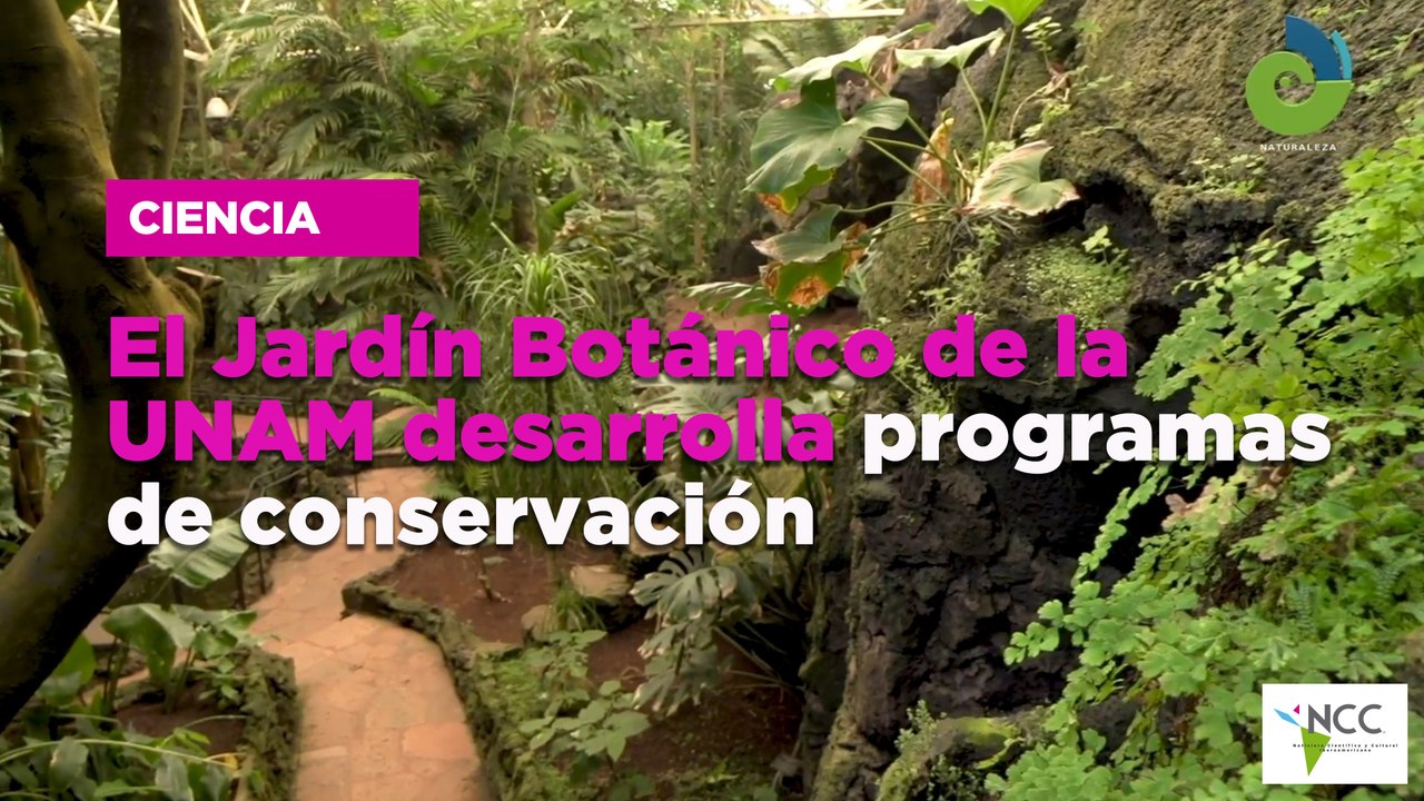 El Jar­dín Bo­tá­ni­co de la UNAM desa­rro­lla pro­gra­mas de con­ser­va­ción