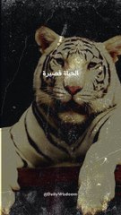 السعادة والنجاح في الحياة