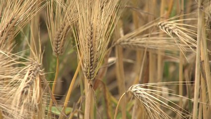줄어드는 '황금 들녘'...기능성 보리 개발로 되살린다 / YTN