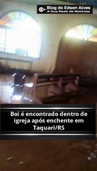 Boi é encontrado dentro de igreja após enchente em Taquari/RS
