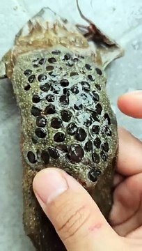 Do you know what's on the back of a frog?