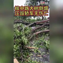槟中路大树倒塌，数辆轿车被砸但无人伤亡 🚗🌧️