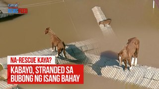 Kabayo, stranded sa bubong ng isang bahay | GMA Integrated Newsfeed