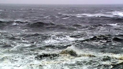 The birds sing the spring forest scenery