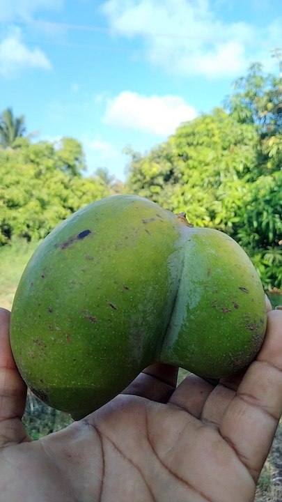 Keshar mengo