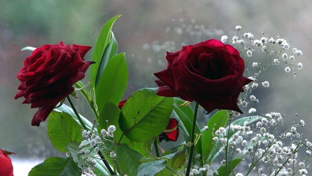 Inverno Romântico - Rosas como Toque de Calor em um Mundo de Neve!