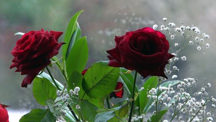 Inverno Romântico - Rosas como Toque de Calor em um Mundo de Neve!