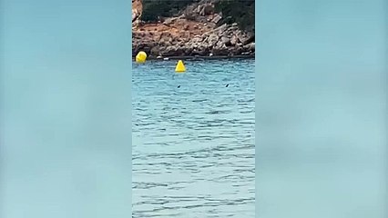 Shark 'circles' Brits on beach