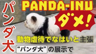 パンダ犬 ：動物虐待ではいと主張 ！Cane panda, maltrattamento per l’animale? Is it cruently for dog?