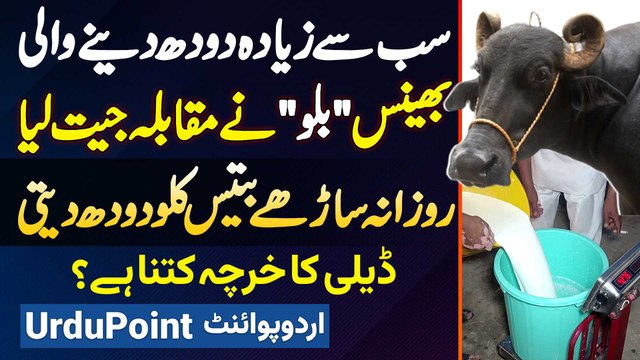 Sab Se Ziyada Doodh Dene Wali Bhains Billo Ne Competition Jeet Liya - Daily 32 KG Doodh Deti Hai