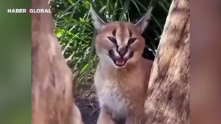 Karakulak kedisinin şaşırtan sesi kaydedildi