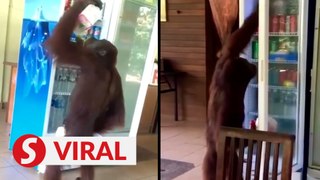 Orangutan helps himself to cool drinks at the Rainforest Discovery Centre in Sandakan