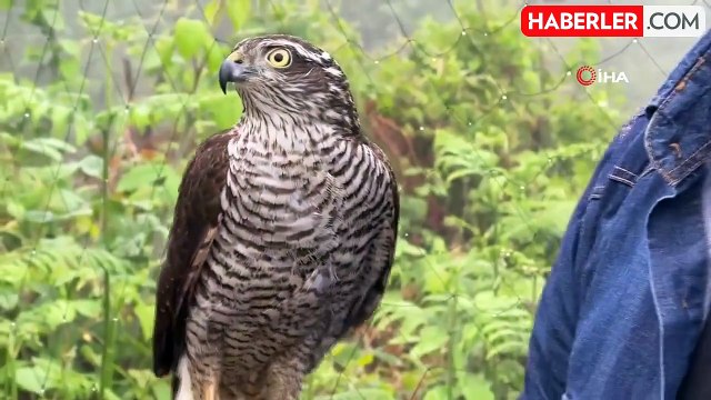 Rizeliler için 'Atmaca' bir yaşam tarzı haline geldi