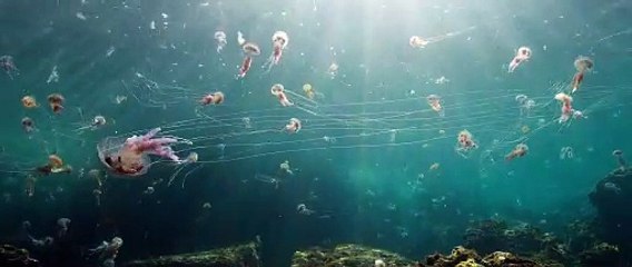 Wild Spain. A Tale of Two Brothers - Trailer