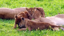 Del juego a la caza. El cachorro del león africano