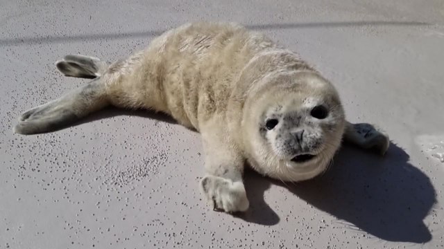 점박이물범 '방울' 첫 공개... 차세대 동물원 스타 / YTN