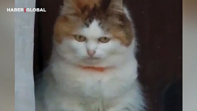 Dışarıda olup biteni izleyen kedinin surat ifadesi kahkahaya boğdu