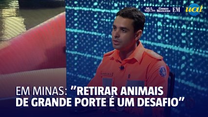 Bombeiro explica a dificuldade de resgatar animais ilhados no RS