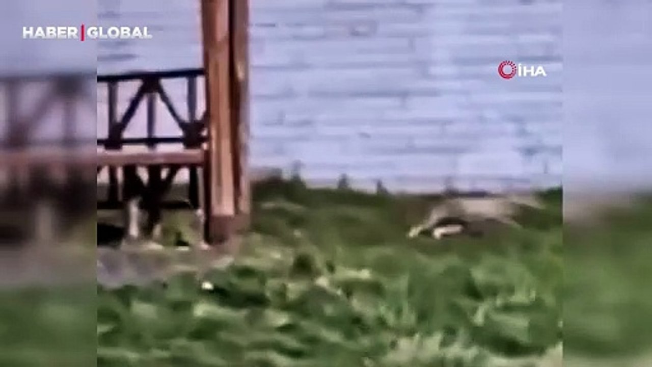 Bahçede koşuşturduğunu görenler şaşırdı, yemek arayan tilki kamerada