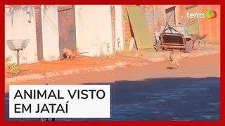 Onça assusta moradores ao ser flagrada 'passeando' por ruas em Goiás
