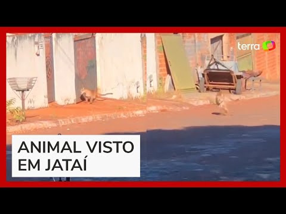 Onça assusta moradores ao ser flagrada 'passeando' por ruas em Goiás