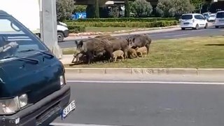 İzmir'de başıboş domuz sürüsü!