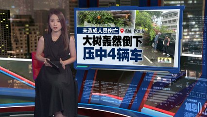 槟城乔治市大树倒塌压中4车，幸无人员伤亡🌳