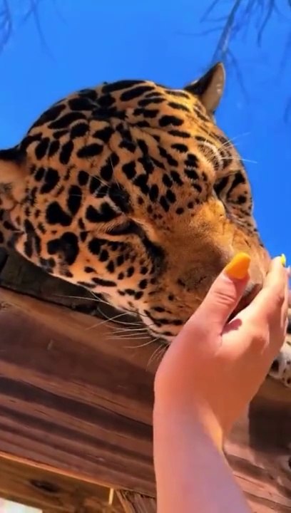 The tiger is friendly and tame