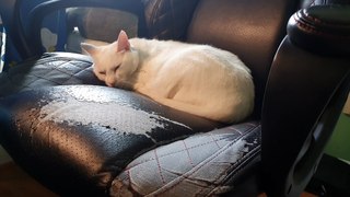 Snowball the White Cat  Sleeping on Computer Chair with Comfortable Posture