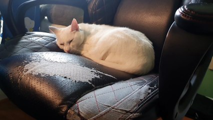 Snowball the White Cat  Sleeping on Computer Chair with Comfortable Posture