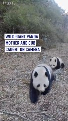 Wild giant panda mother and cub caught on camera