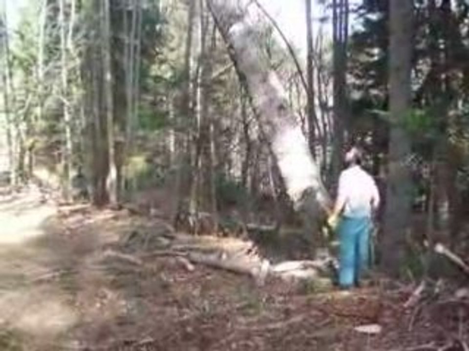Et hop, un arbre en moins
