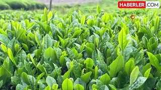 Tarım ve Orman Bakanlığı 2024 yılı için yaş çay alım fiyatını açıkladı