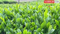 Tarım ve Orman Bakanlığı 2024 yılı için yaş çay alım fiyatını açıkladı