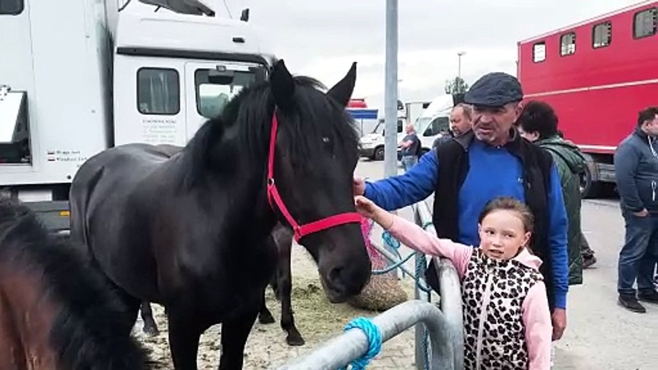 Targi końskie w Pajęcznie