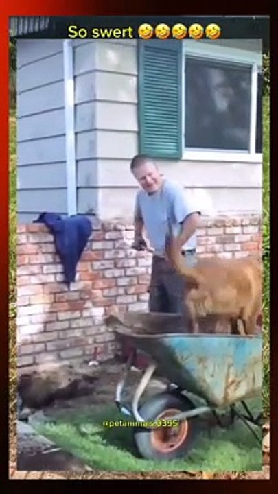 Funny cat and dog   video 