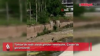 Çankırı'da kara leylek görüntülendi