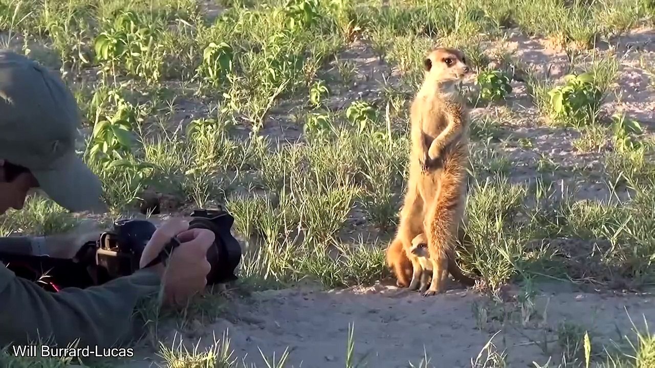 Bag Going For A Walk