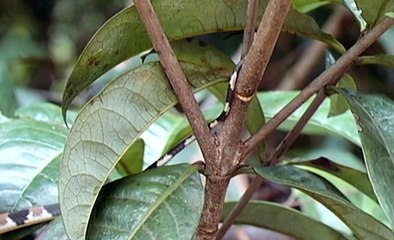 Guyane _ au pays des serpents