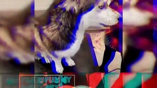 Dogs Funny videos memes