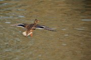 Panameños participaron del conteo mundial de aves