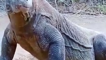 Komodowaran