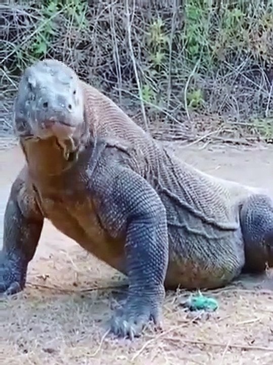 Komodowaran