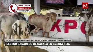 Ganaderos reportan aumento de muertes de animales tras sequía en Oaxaca