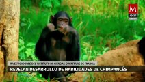 Un estudio revela el desarrollo de habilidades en chimpancés